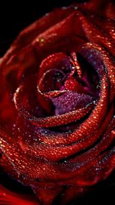 Preview wallpaper rose, flower, macro, drops, patterns