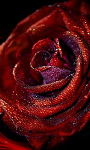 Preview wallpaper rose, flower, macro, drops, patterns