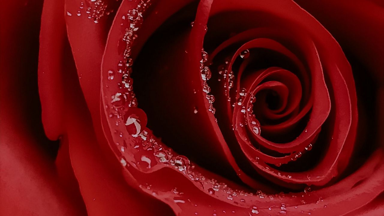 Wallpaper rose, flower, macro, drops