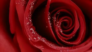 Preview wallpaper rose, flower, macro, drops
