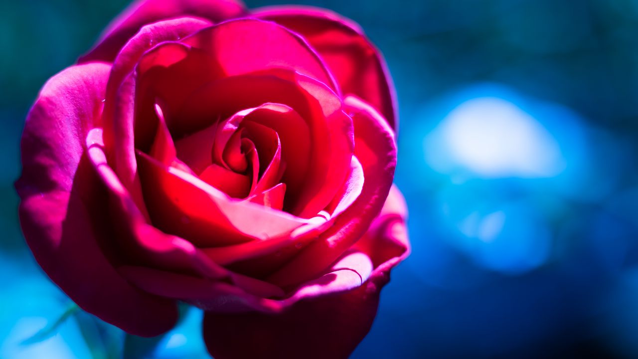 Wallpaper rose, flower, macro, pink
