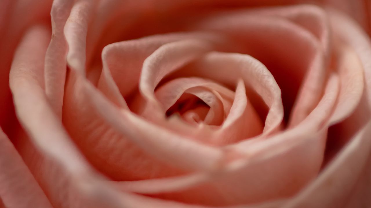 Wallpaper rose, flower, macro, petals, pink