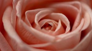 Preview wallpaper rose, flower, macro, petals, pink