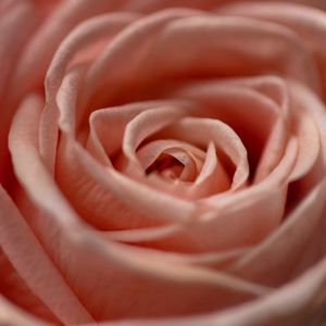 Preview wallpaper rose, flower, macro, petals, pink