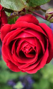 Preview wallpaper rose, flower, macro, red, bloom