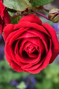 Preview wallpaper rose, flower, macro, red, bloom