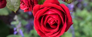 Preview wallpaper rose, flower, macro, red, bloom