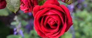 Preview wallpaper rose, flower, macro, red, bloom
