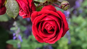 Preview wallpaper rose, flower, macro, red, bloom