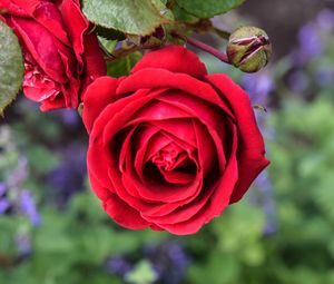 Preview wallpaper rose, flower, macro, red, bloom