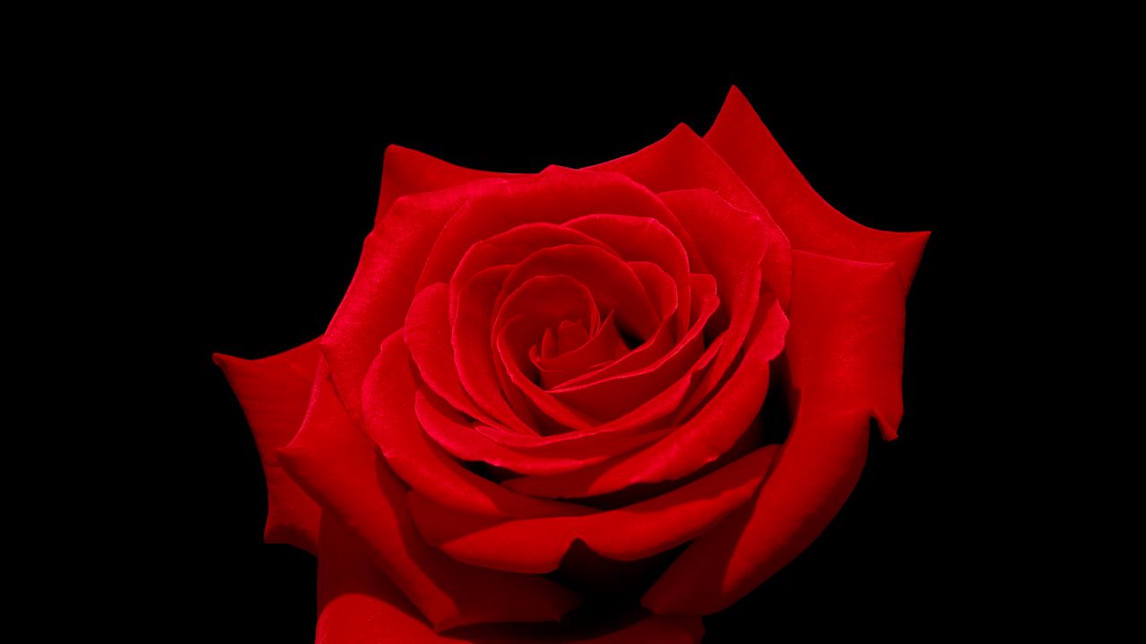 Wallpaper rose, flower, macro, petals, red