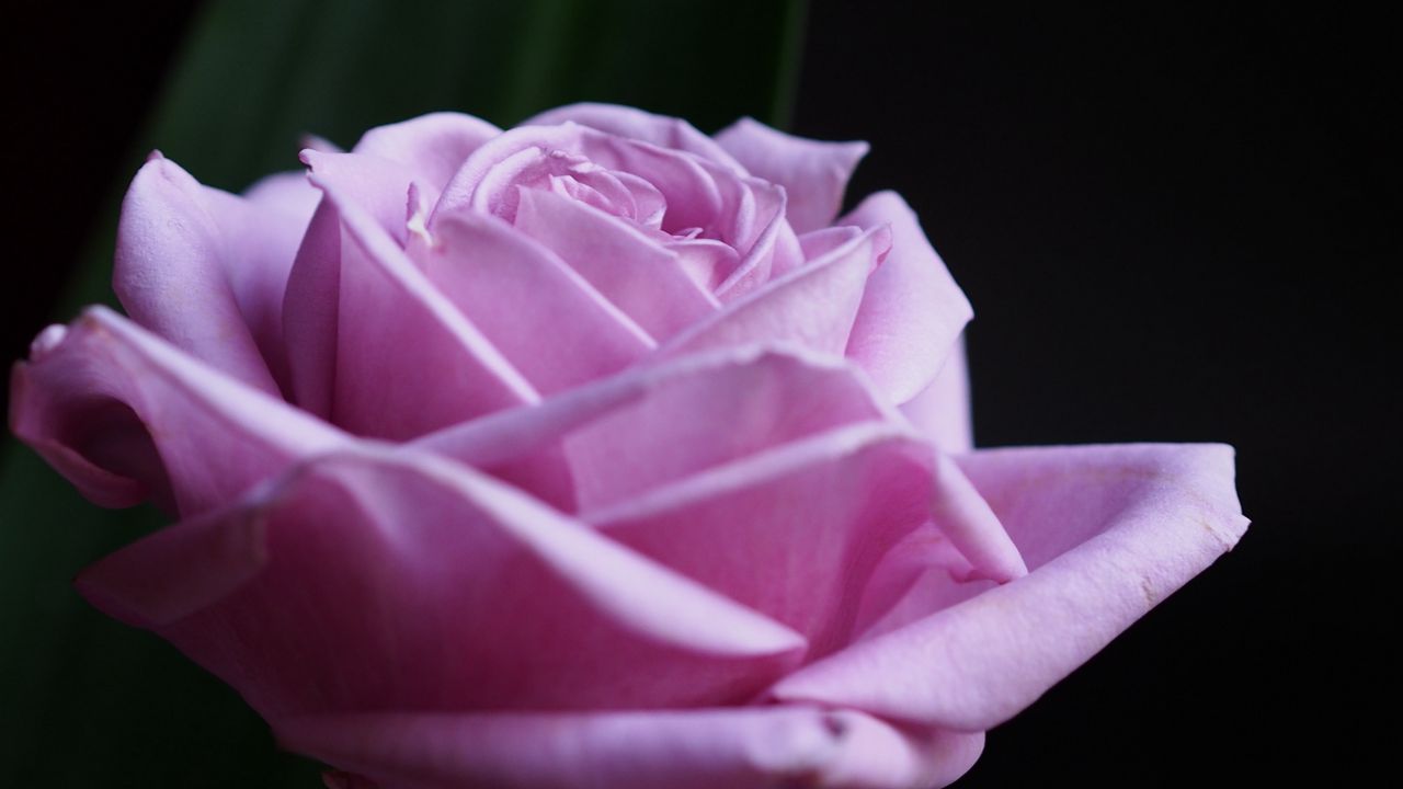 Wallpaper rose, flower, macro, pink, petals