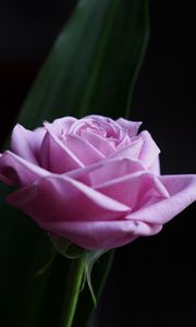 Preview wallpaper rose, flower, macro, pink, petals