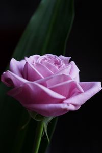 Preview wallpaper rose, flower, macro, pink, petals