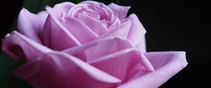 Preview wallpaper rose, flower, macro, pink, petals