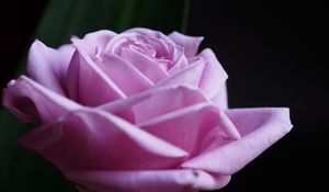 Preview wallpaper rose, flower, macro, pink, petals