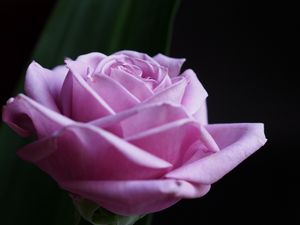 Preview wallpaper rose, flower, macro, pink, petals