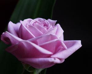 Preview wallpaper rose, flower, macro, pink, petals