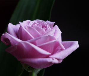 Preview wallpaper rose, flower, macro, pink, petals