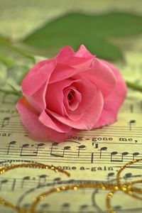 Preview wallpaper rose, flower, music, thread, gold