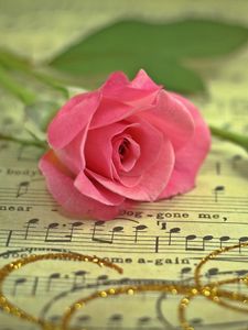 Preview wallpaper rose, flower, music, thread, gold