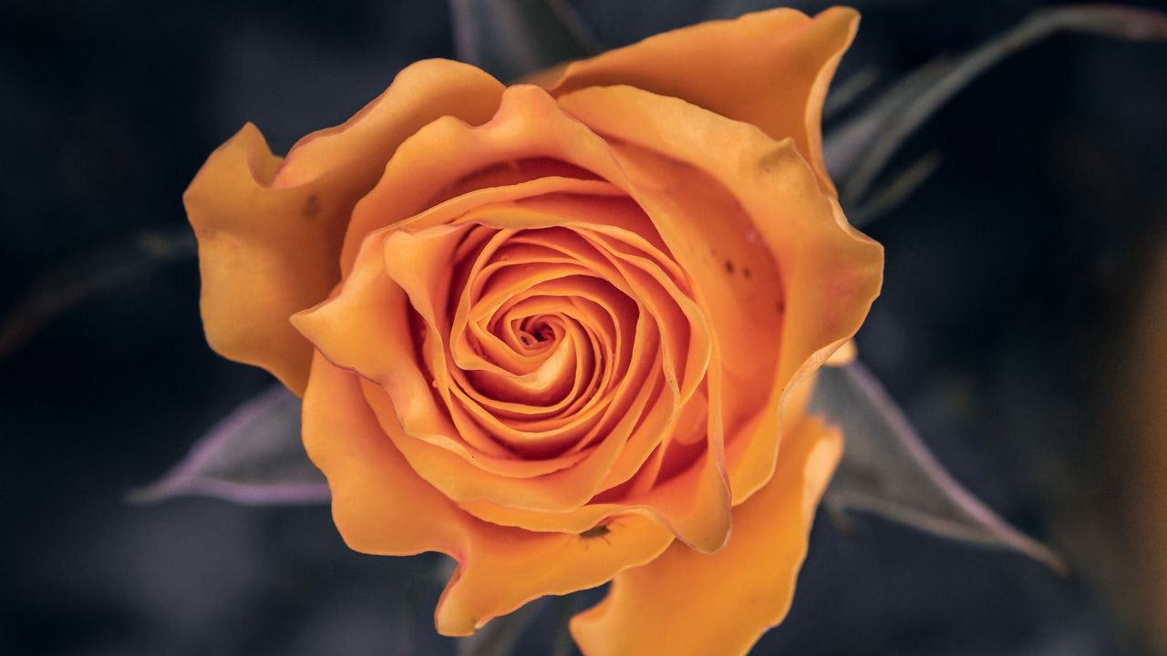 Wallpaper rose, flower, orange, macro, closeup