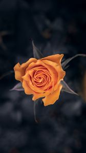 Preview wallpaper rose, flower, orange, macro, closeup