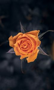 Preview wallpaper rose, flower, orange, macro, closeup