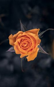 Preview wallpaper rose, flower, orange, macro, closeup