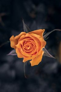 Preview wallpaper rose, flower, orange, macro, closeup