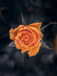 Preview wallpaper rose, flower, orange, macro, closeup