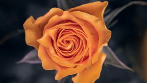 Preview wallpaper rose, flower, orange, macro, closeup