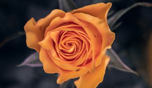 Preview wallpaper rose, flower, orange, macro, closeup