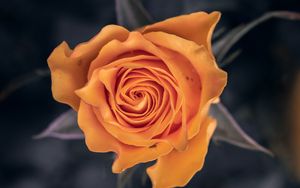 Preview wallpaper rose, flower, orange, macro, closeup