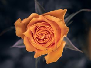 Preview wallpaper rose, flower, orange, macro, closeup
