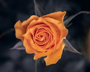 Preview wallpaper rose, flower, orange, macro, closeup