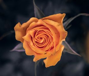 Preview wallpaper rose, flower, orange, macro, closeup