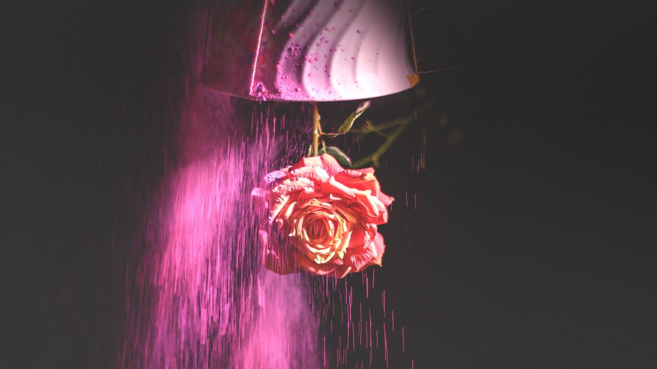 Wallpaper rose, flower, paint, dark
