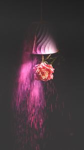 Preview wallpaper rose, flower, paint, dark