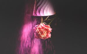 Preview wallpaper rose, flower, paint, dark