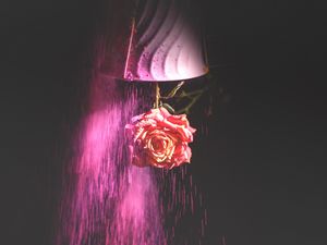 Preview wallpaper rose, flower, paint, dark
