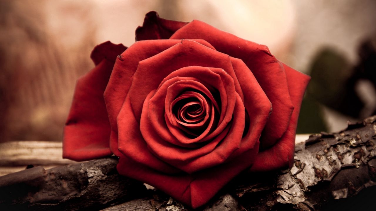 Wallpaper rose, flower, petal, red