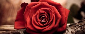 Preview wallpaper rose, flower, petal, red