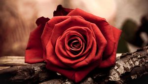 Preview wallpaper rose, flower, petal, red