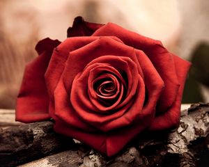 Preview wallpaper rose, flower, petal, red