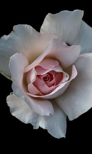 Preview wallpaper rose, flower, petals, pink, macro, black background