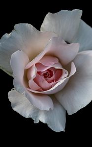 Preview wallpaper rose, flower, petals, pink, macro, black background