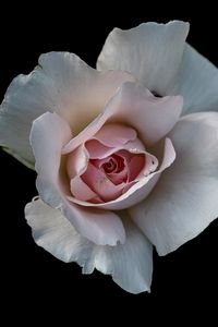 Preview wallpaper rose, flower, petals, pink, macro, black background