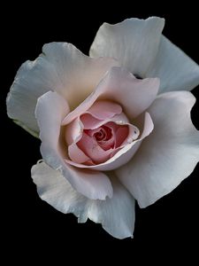 Preview wallpaper rose, flower, petals, pink, macro, black background