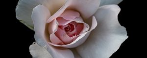 Preview wallpaper rose, flower, petals, pink, macro, black background